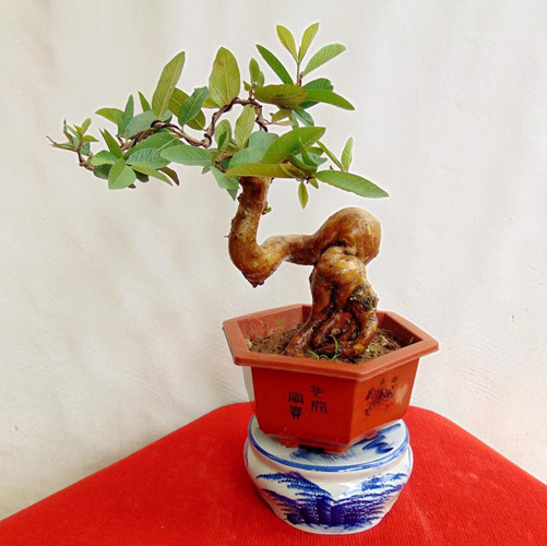 Ngắm ổi bonsai dáng thế siêu đẹp chơi Tết 2018